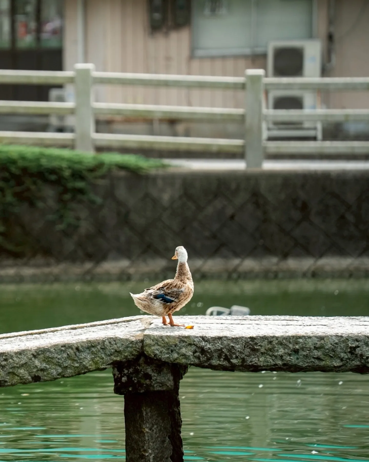 【お宮参り住吉神社】鶏が先か卵が先か。
