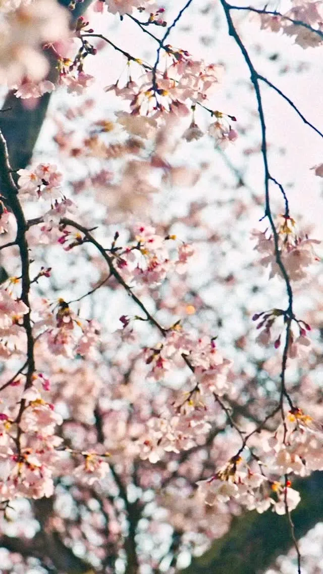 なんだろうね、桜って撮らないといけない気がするのは。